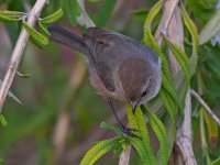 GroundTit6.jpg