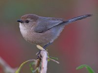 GroundTit5.jpg