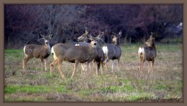 Six Mule Deer 3-10-2016.jpg