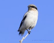 3-10-16-cr__D7K2230.jpg