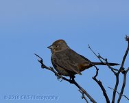 3-10-16-cr__D7K2231.jpg
