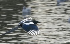 DSC_7577.jpg