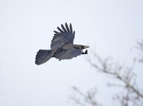 DSC_7601.jpg