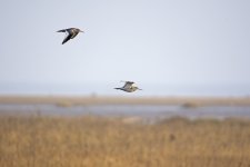 DSC_7668.jpg