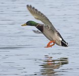 DSC_7590.jpg
