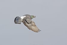 DSC_7609.jpg