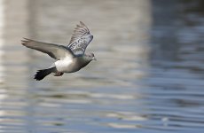 DSC_7619.jpg