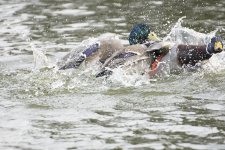 DSC_7595.jpg