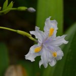 Iris.jpg