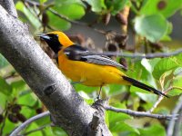 HoodedOriole3.jpg