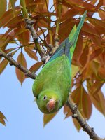 Parakeet.jpg
