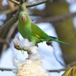 Parakeet12.jpg