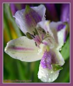 Tiny Purple Flower 3-11-2016.jpg