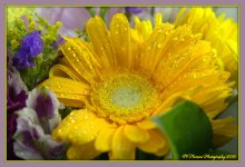 Yellow Sunflower 3-11-2016.jpg