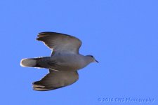 3-11-16-cr__D7K2248.jpg