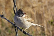 3-11-16-cr__D7K2253.jpg