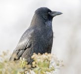 DSC_7733.jpg