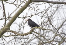 DSC_7778.jpg