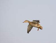 DSC_7746.jpg