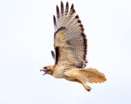 Hawks95th-101.jpg