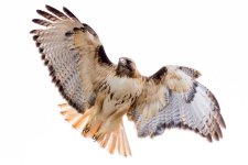Hawks95th-105.jpg
