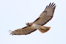 Hawks95th-109.jpg