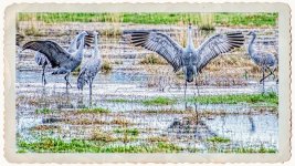 _DSC7320-Edit.jpg