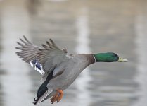 DSC_7843.jpg