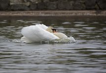 DSC_7919.jpg