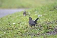 DSC_7856.jpg