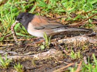 Junco4.jpg