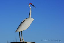 3-13-16-cr__D7K2284.jpg