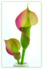 Two Calla Lilies 3-13-2016.jpg