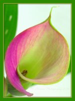 Calla Lily 3-13-2016.jpg