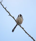DSC_8122.jpg