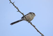 DSC_8121.jpg