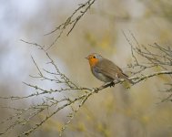 DSC_8165.jpg