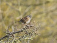 DSC_7985.jpg