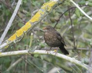 DSC_8064.jpg