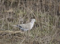 DSC_8052.jpg