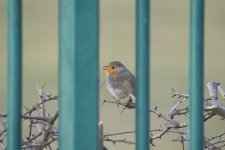 DSC_7960.jpg