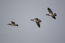 DSC_8172.jpg