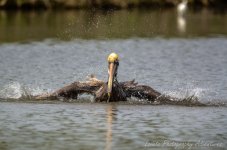 DSC_4925.jpg