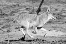 Coyote-103.jpg