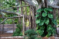 3-14-16 DFB Arbor   18.jpg