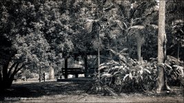 3-14-16 DFB Arbor Panorama 2BW.jpg