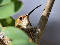 Hummer.jpg