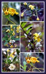 DFB Arboredum 2016-03-14.jpg