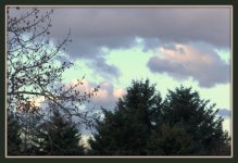 Sunrise in the Pines 3-14-2016.jpg