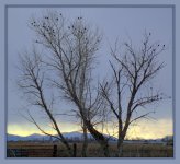 Birds in a Tree 3-14-2016.jpg